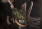 Preview: Rento Kuivattu Saunavihta Eucalyptus getrocknete Eucalyptuszweige